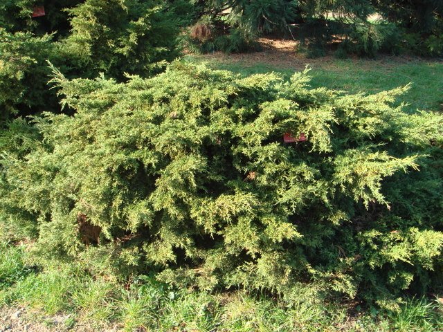 Juniperus x media 'Pfitzeriana Aurea'
